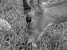 Impala Grazing by Seta Karabadjian