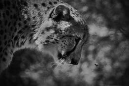 The Standoff by Simon Harrington