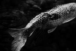 La Femme D'argent by Tracey Pitman