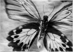 Birdwing Butterfly by Wendi Schneider