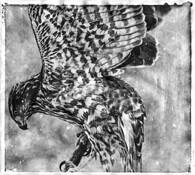 Goshawk by Wendi Schneider
