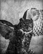 Great Horned Owl by Wendi Schneider