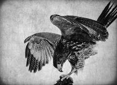 Harris's Hawk by Wendi Schneider