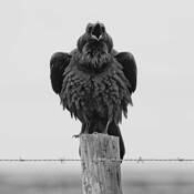 Raven by William Bullard