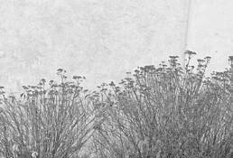 Queen Anne's Lace by William Bullard