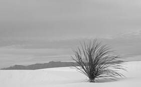 Yucca by William L. Witmer