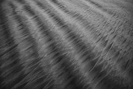 Sand Leafs by Darrell Sano