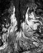 Cypress Flame by Evan Powell