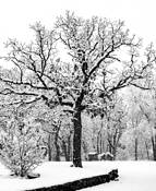 Post Oak in Snow by David Thomson