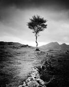 Strong Birch by Gerald Berghammer & Ina Forstinger