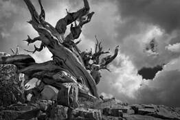 Cloud Dweller by Jazan Kozma