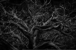 Yosemite's Tree by Joel Kubicki Jr.