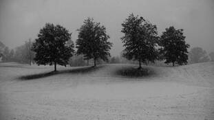 Winter Trees Waiting by Mark Sadan