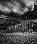 Seventy Poplars by Scott Hoyle