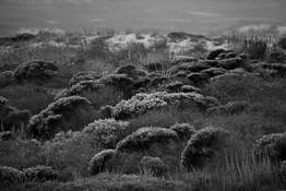 Flora by Susan Gendron