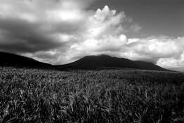 On the Train by Tracey Pitman