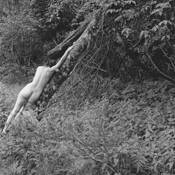 Forest Nude 5 by Charles W. Slate