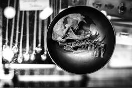 Cat Skull in a Bowl by Joel Kubicki Jr.