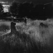 Animals by Shinya Ichikawa
