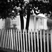 Homage to Paul Strand by William S. Pierson