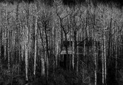 Cabin in Aspens by Joel Cossrow