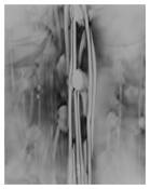 Cosmos 3 by Noubo Iida