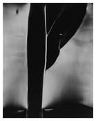 Cosmos 4 by Noubo Iida