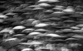 Umbrellas by Philip R. Terman