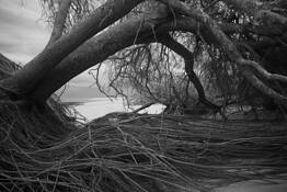 Tree Study 4 by Barbara S. Breen