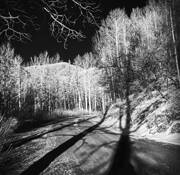 Tree Shadow Crossing the Road by Debbie L. Rubin
