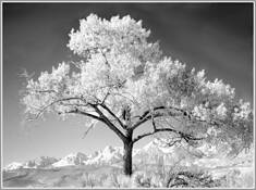 Cottonwood Tree by Ines Labunski Roberts