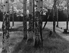 Aspens by Mark Obenzinger