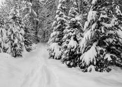 Fresh Snow by Louise Bartels