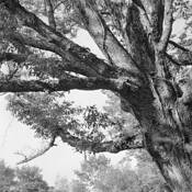 Morning Ash 01 by Mio Atashi