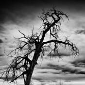 Black Trees by Misha Gregory Macaw