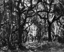 Mule Run by Richard Wilkie