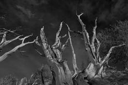 Patriarch Grove 6 by Thomas Winter