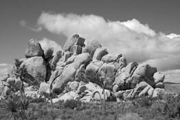 SW Deserts-12 by William L. Witmer