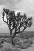 SW Deserts-8 by William L. Witmer