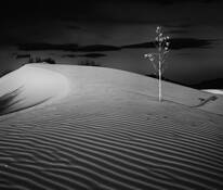 Shadows by Willow Brown