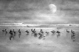 Seabird Sanctuary 7 by Mary Woodman