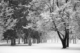 Liberty Park Snowstorm by Bob Hills
