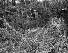 Swallowed by Bruce Forbes