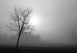 Misty Morning by Dorothy Radley