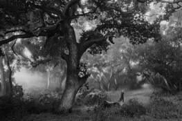 Ancient Oaks I by Igor Svibilisky