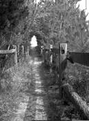 The Path by Mark A J Szep