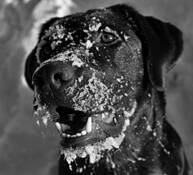 Snow Face by Anya Sergeev