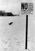Dog Obeying Law by Art Shay