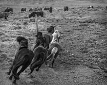 Stampede! by Bernard Werner