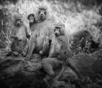 Baboon Family Portrait by Bev Pettit